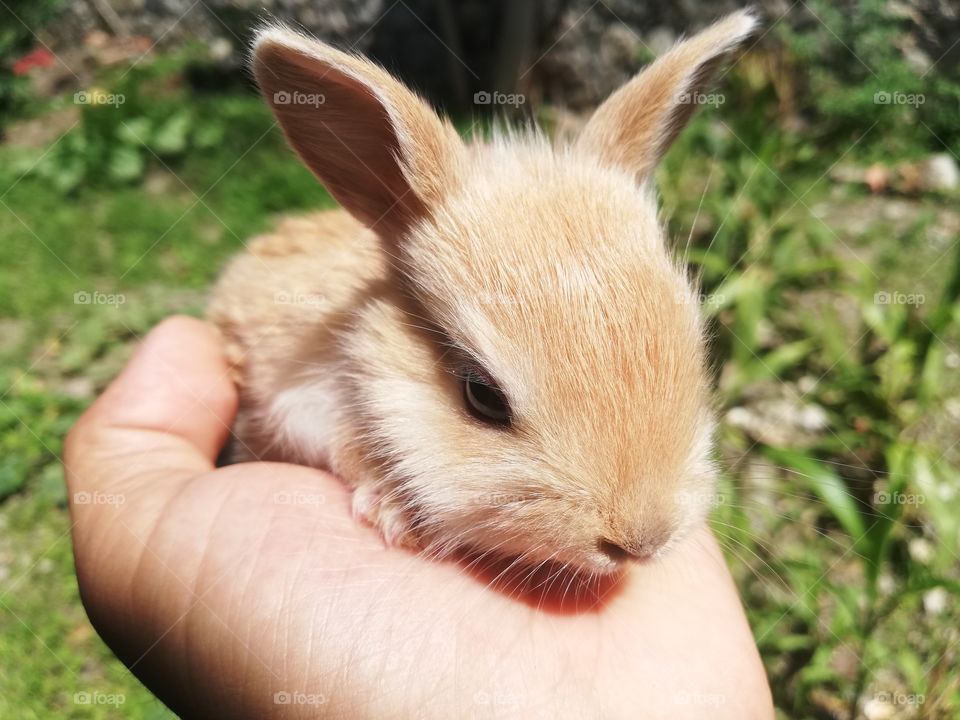 Conejo bebe, animales que demuestran las ganas de vivir y nos enseña lo hermosa que es la naturaleza