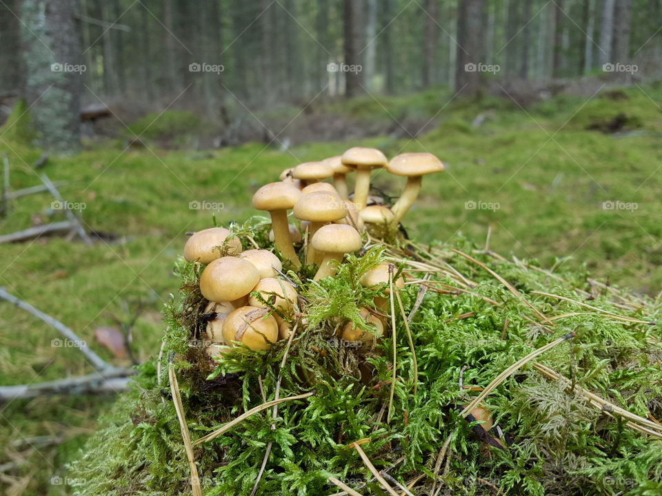 Mushrooms on tree stump