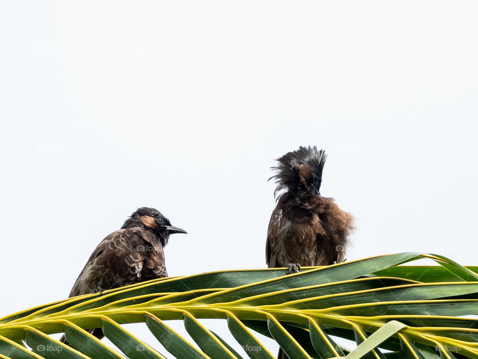 Red-vented Bulbul