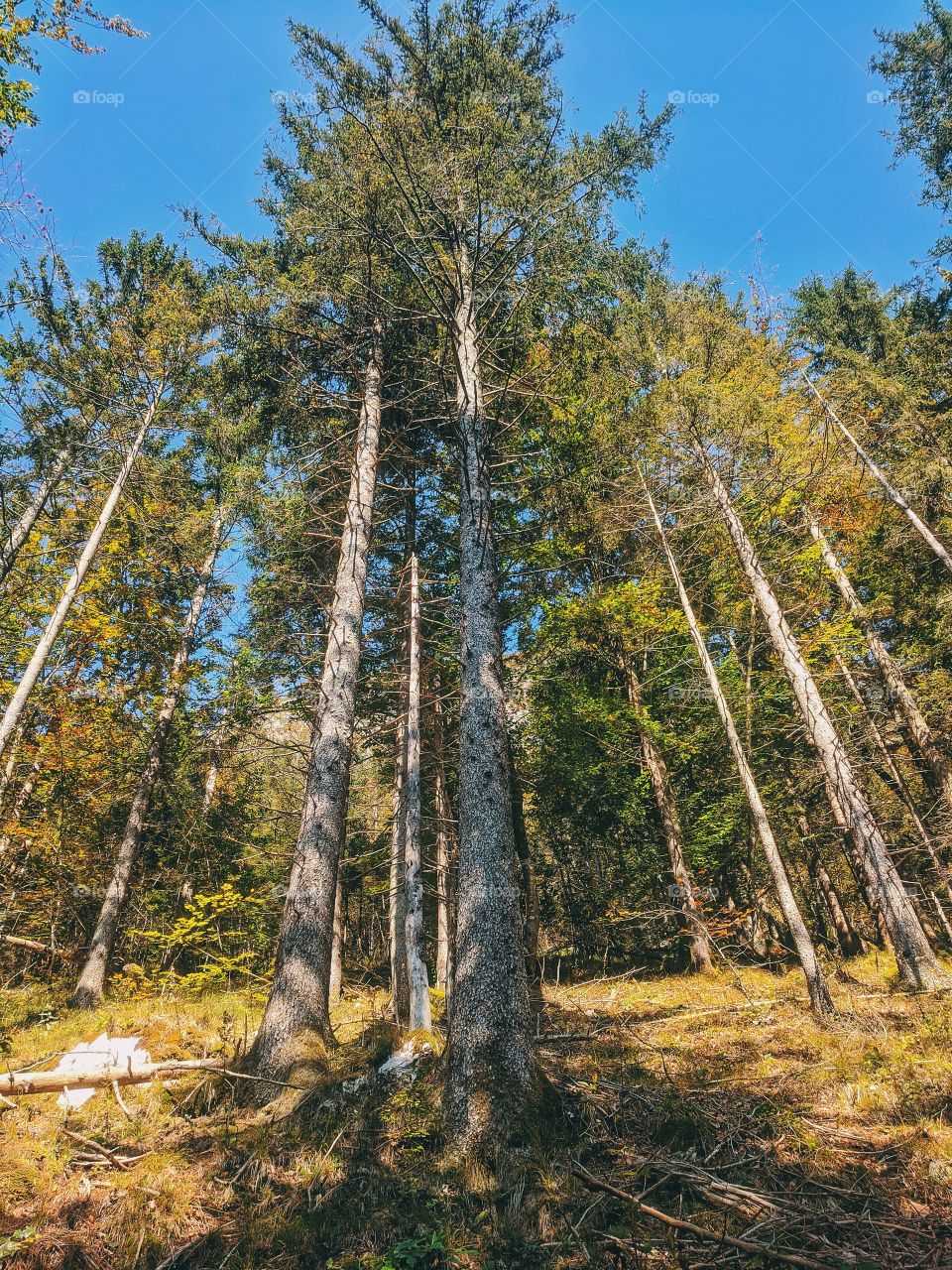 Background of the autumn forest landscape with tall trees in Slovenian Alps in october. No urban areas.