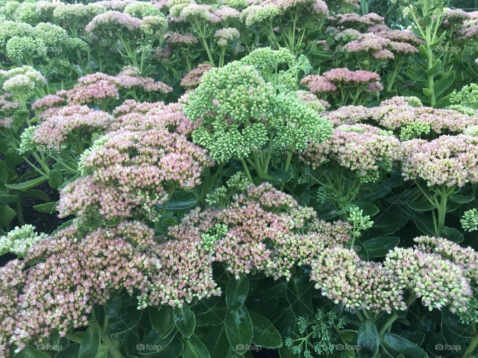 Sedum