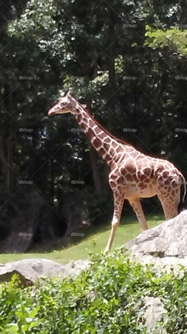 Giraffe at North Carolina Zoo