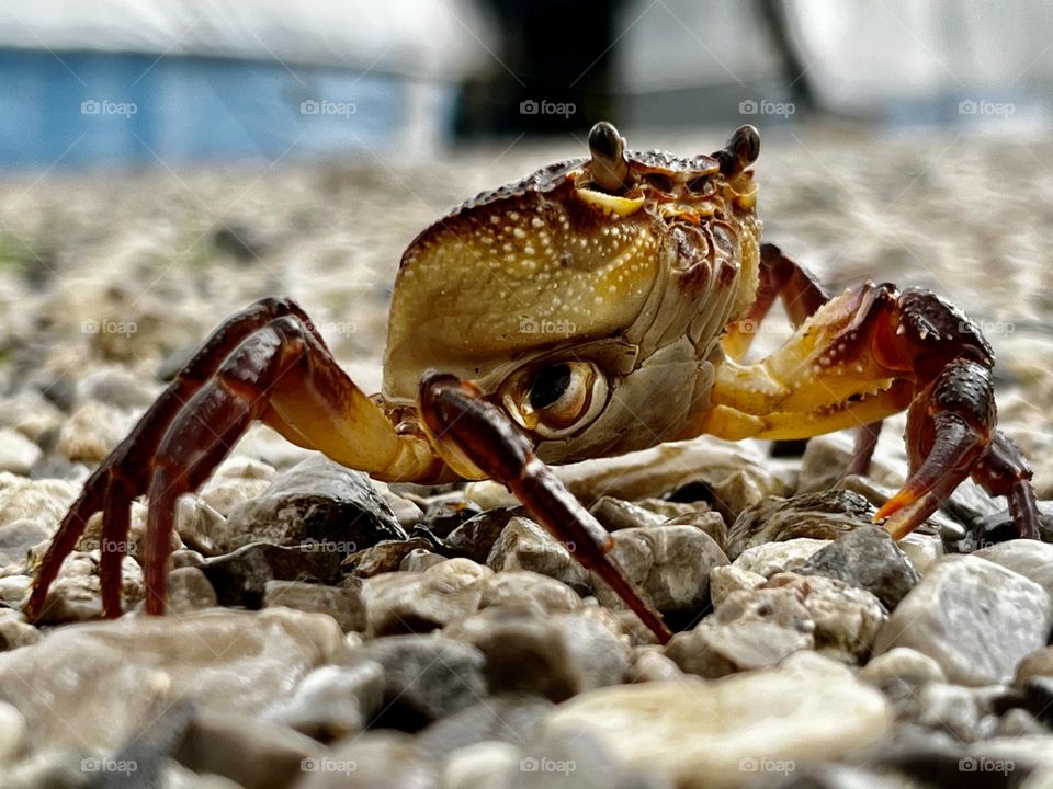 Crab