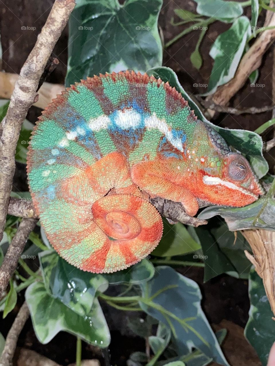 Panther Chameleon