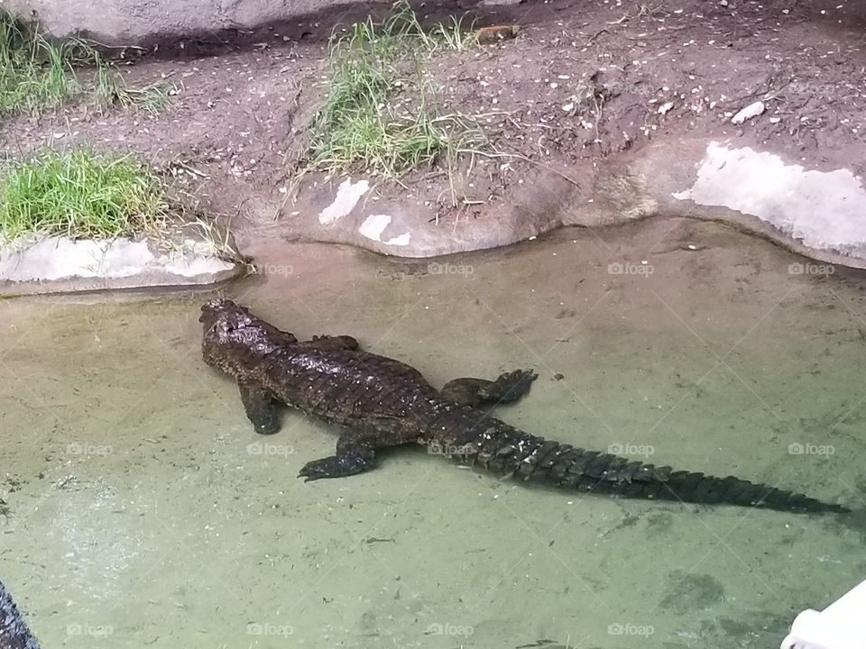 Water, Nature, River, Danger, Environment