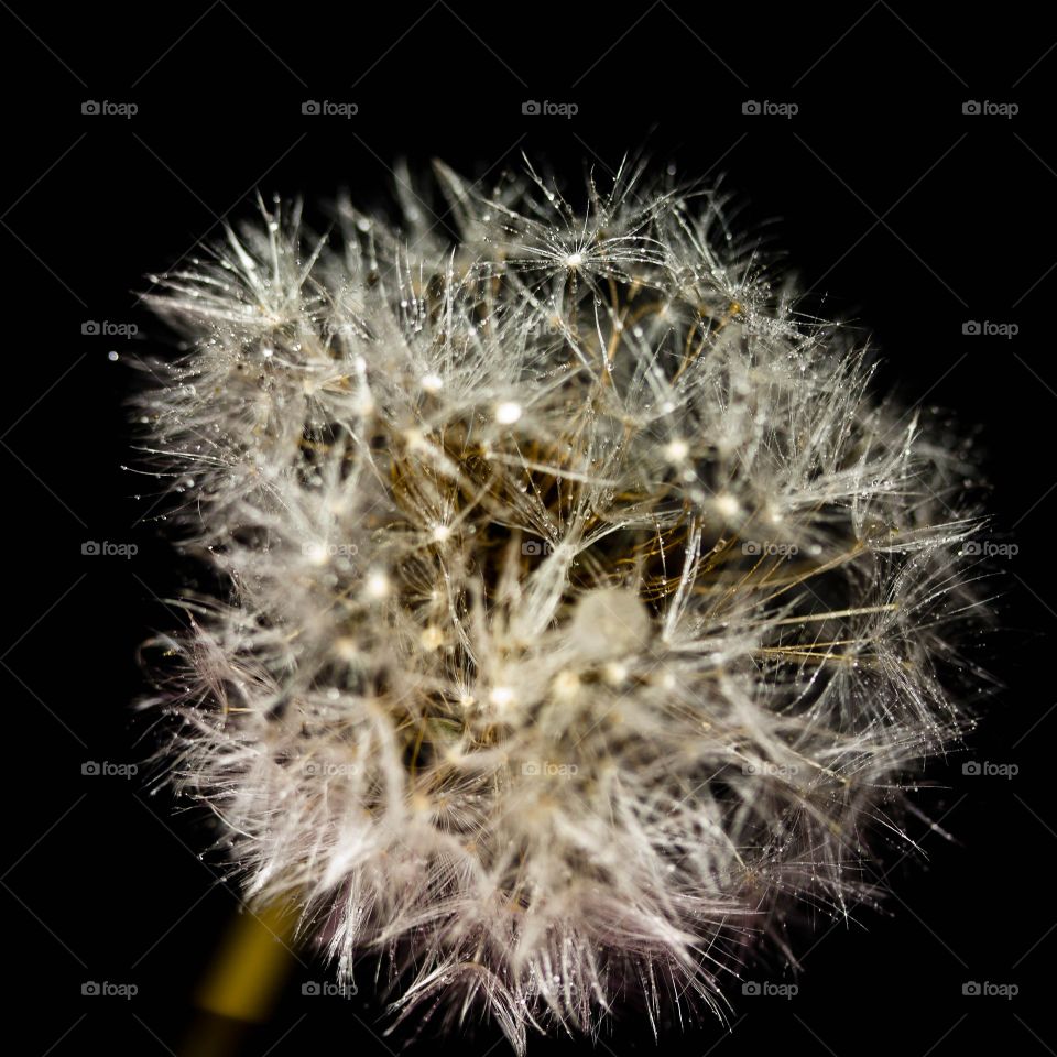 Dandelion