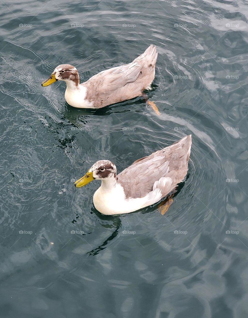 Two Ducks on a Lake