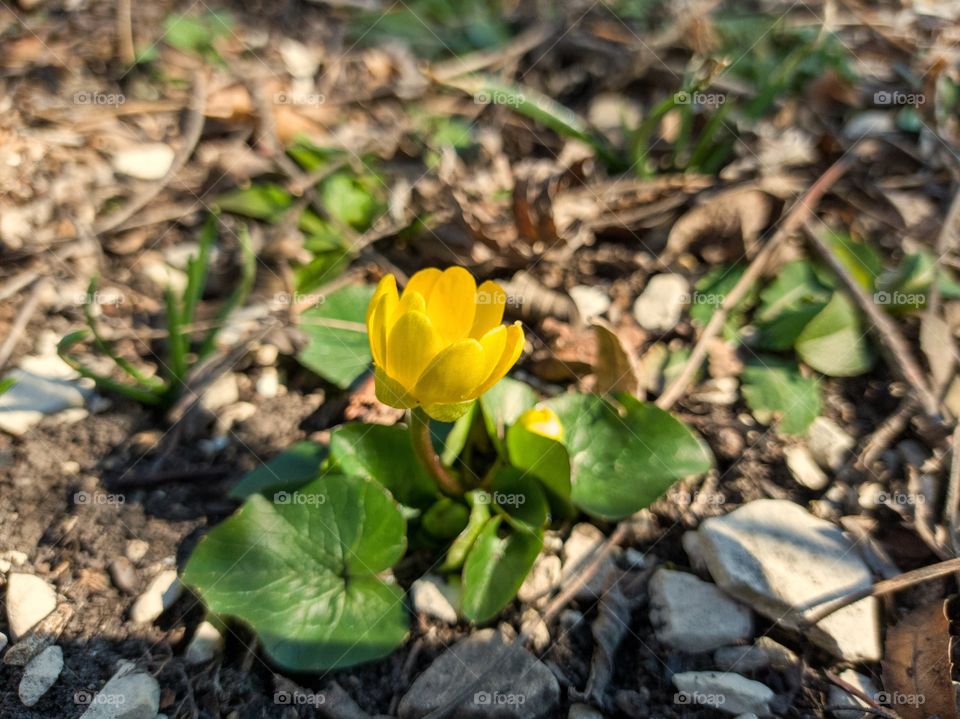 spring buttercup flower.