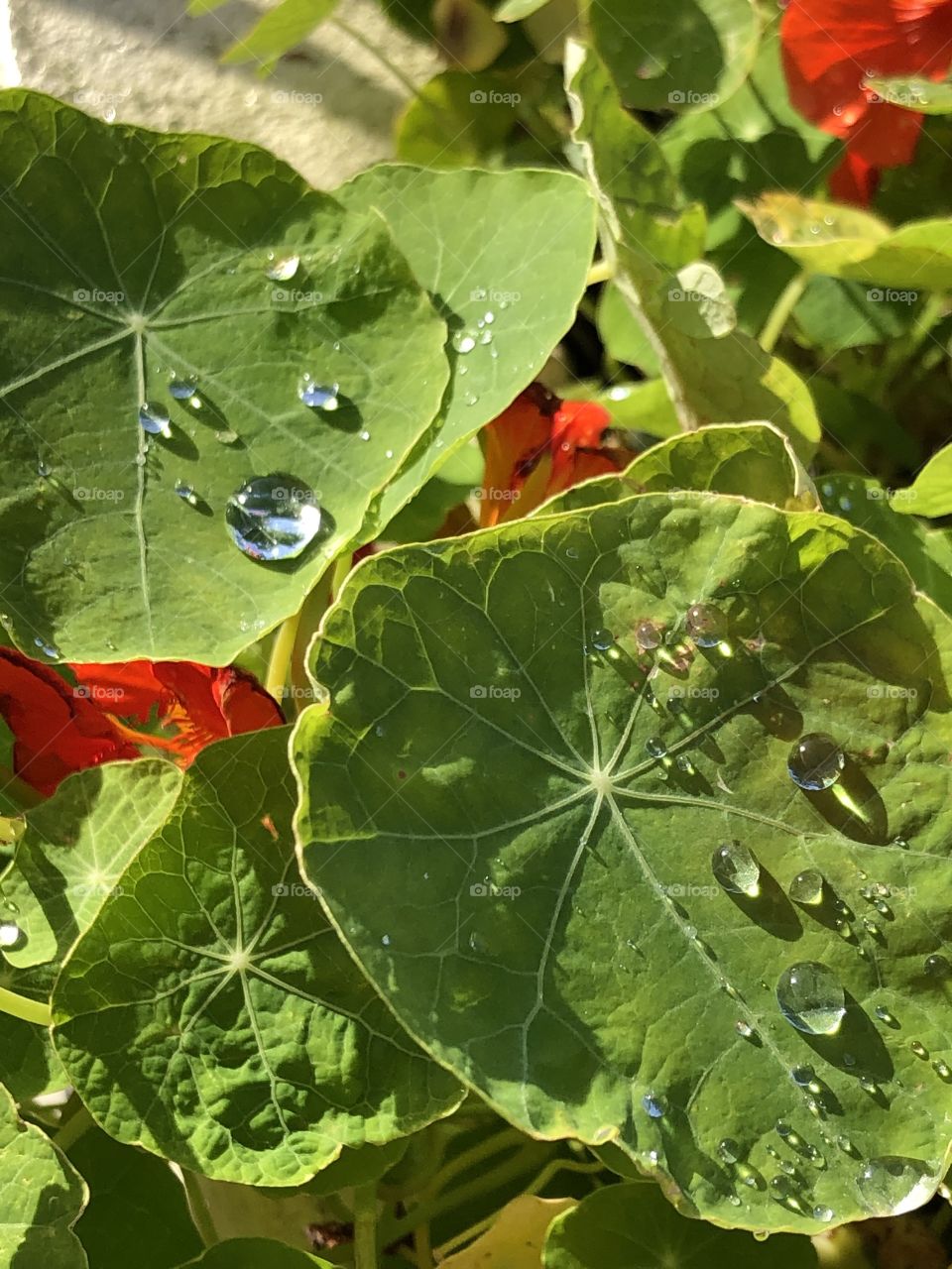 Raindrops on leaves 