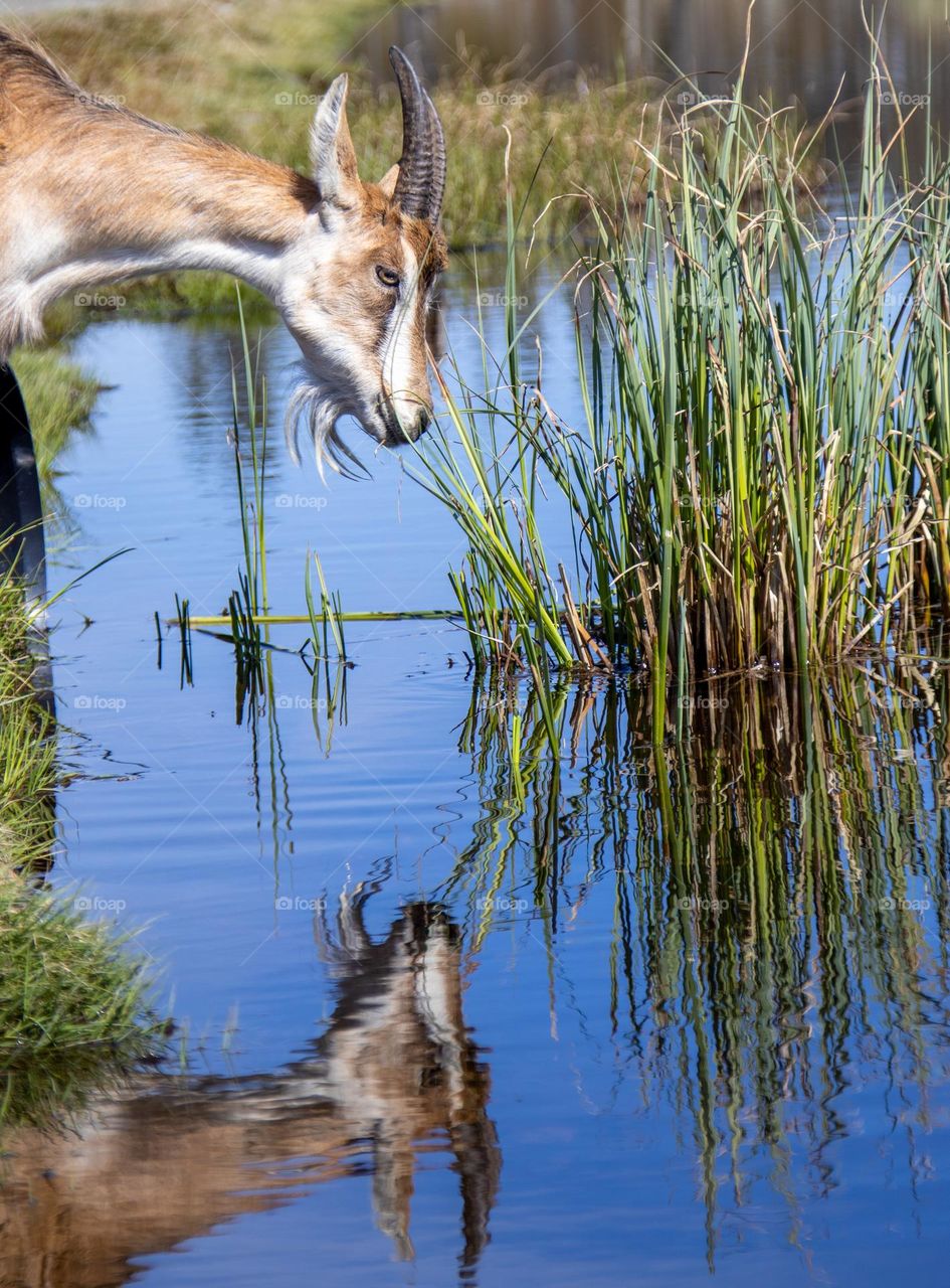 A quite summerday at the countryside. 
This one is thirsty, but sees himself in the water ,wondering what he thinks .