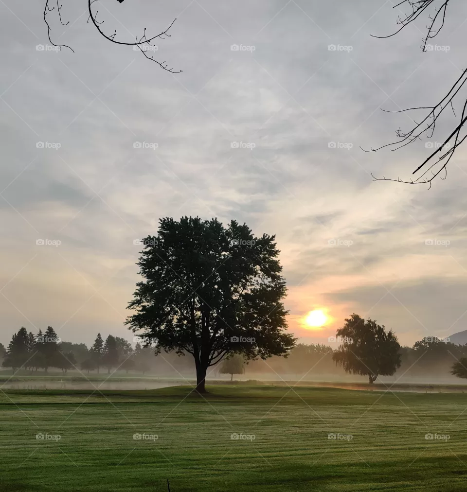 Fog over the field.