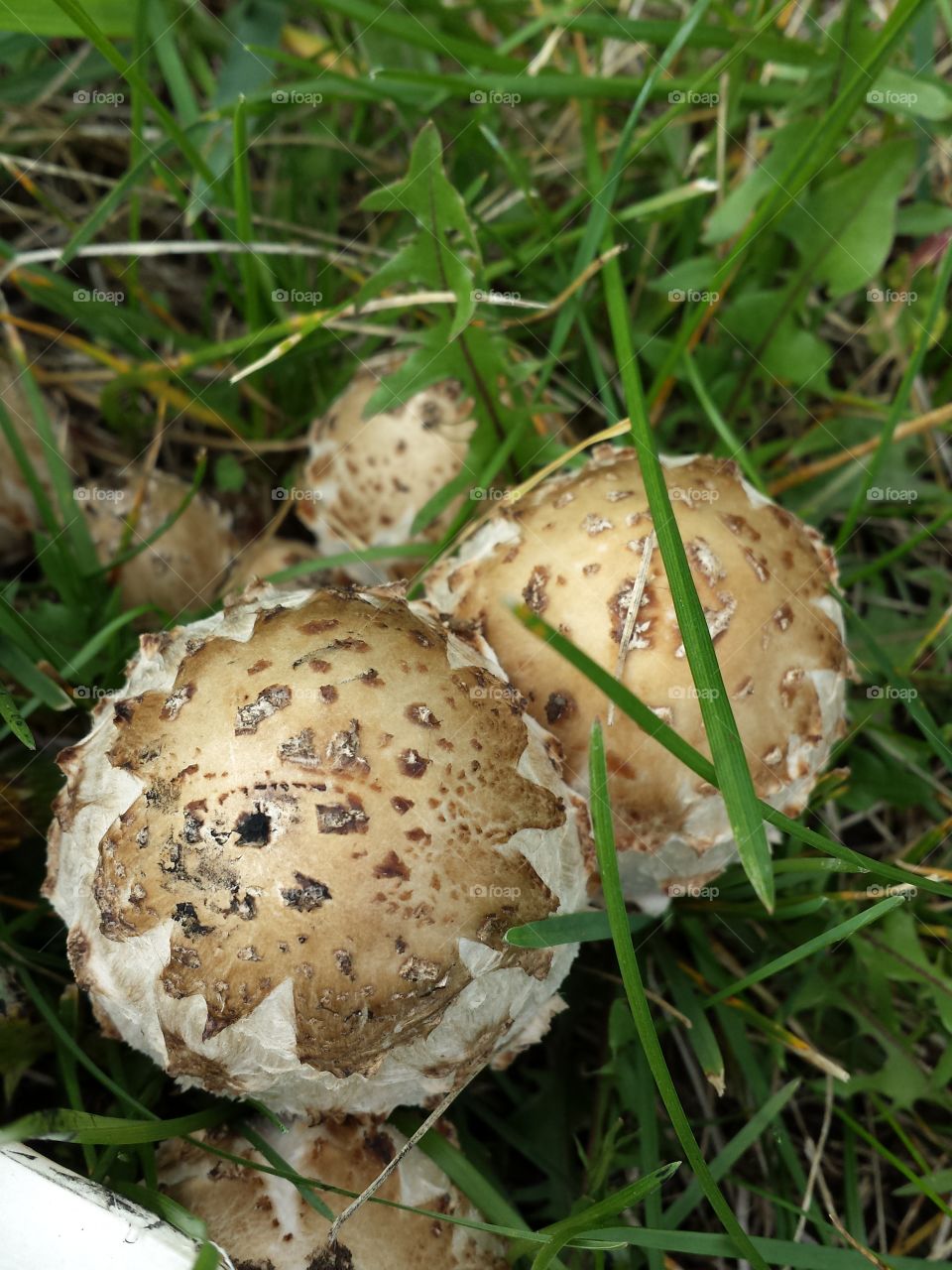 Mushroom eggs