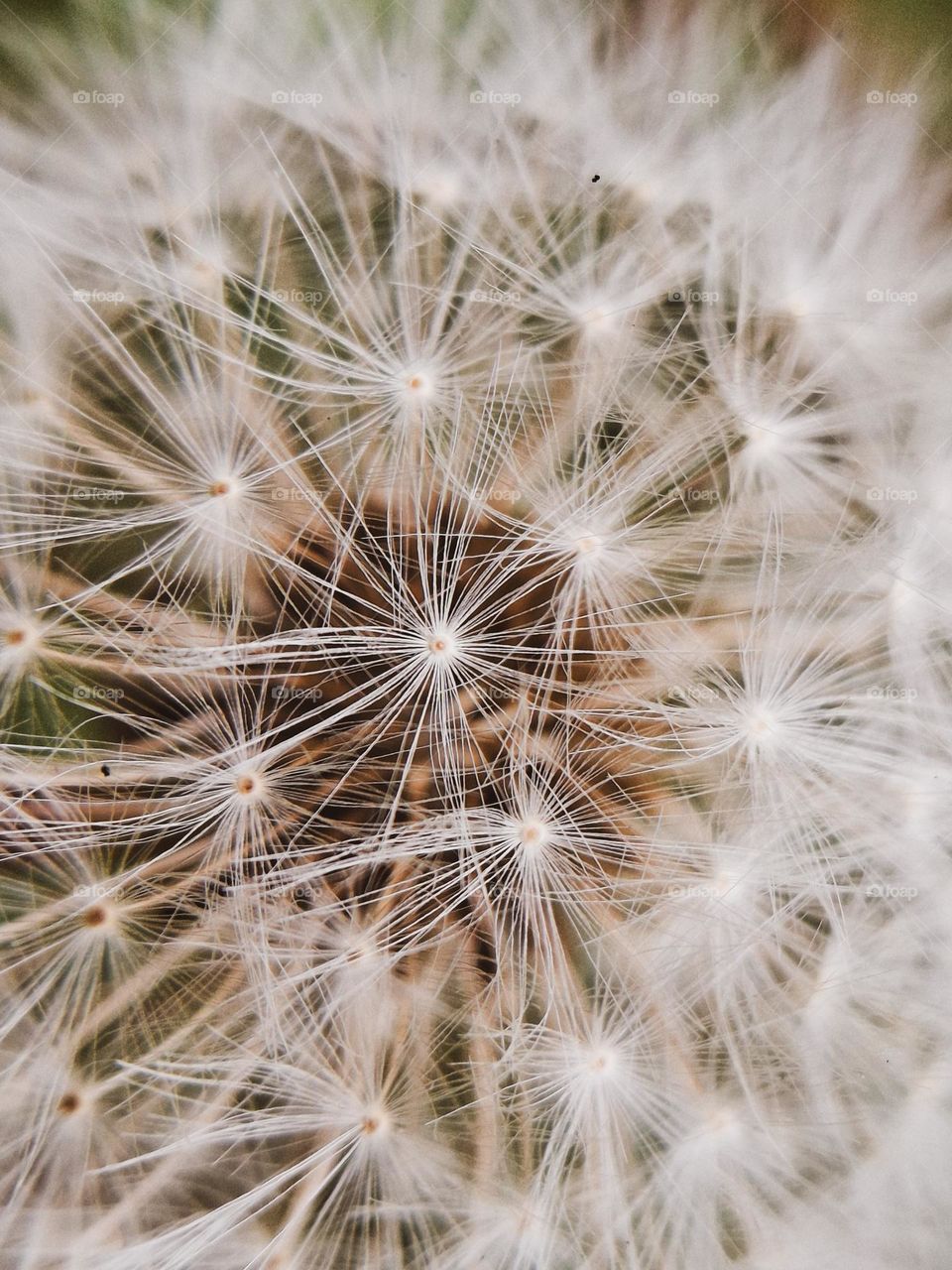 Macro photo of a field plant, namely a dandelion that has bloomed. Photo of natural textures
