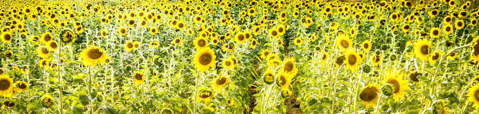 Sunflowers on Maui. 