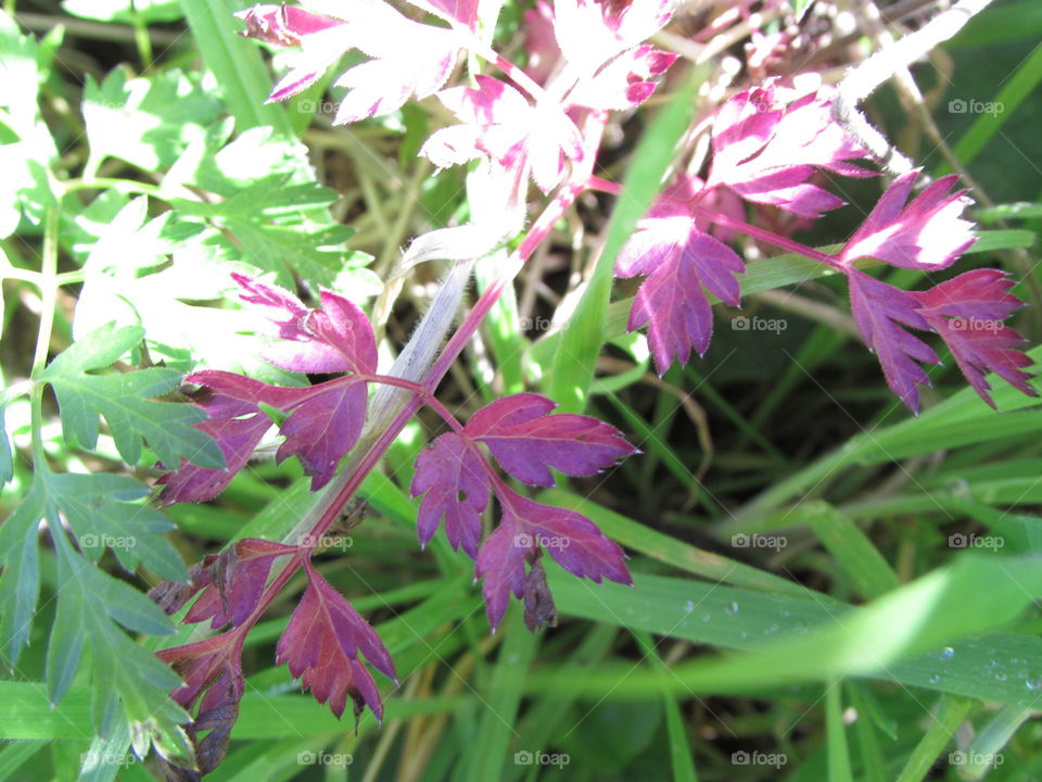 autumn purple