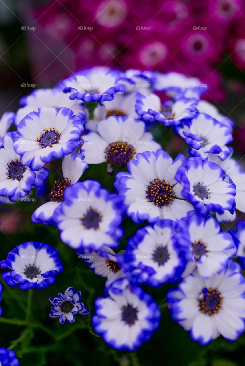 Flores roxa e branca