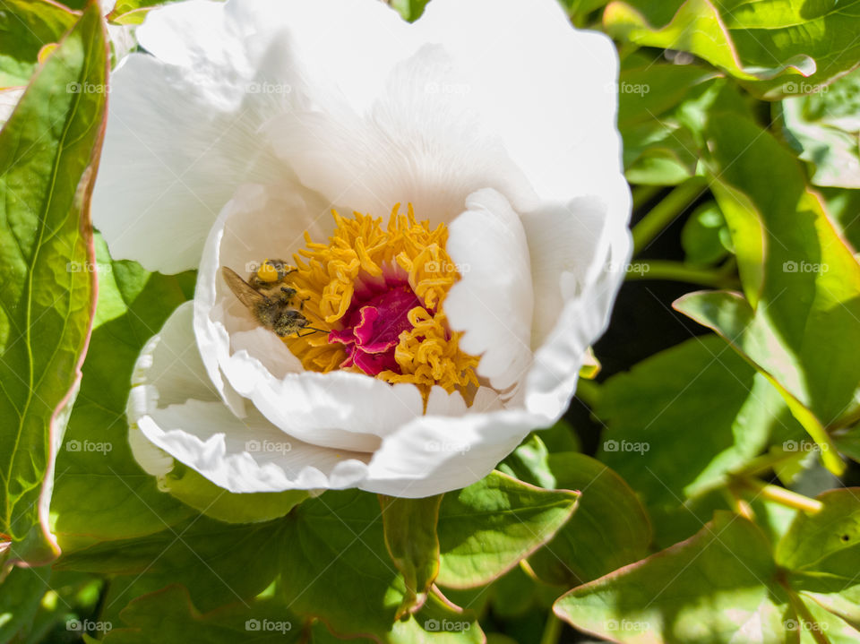 White peony and honeybee. The bee is covered in pollen.