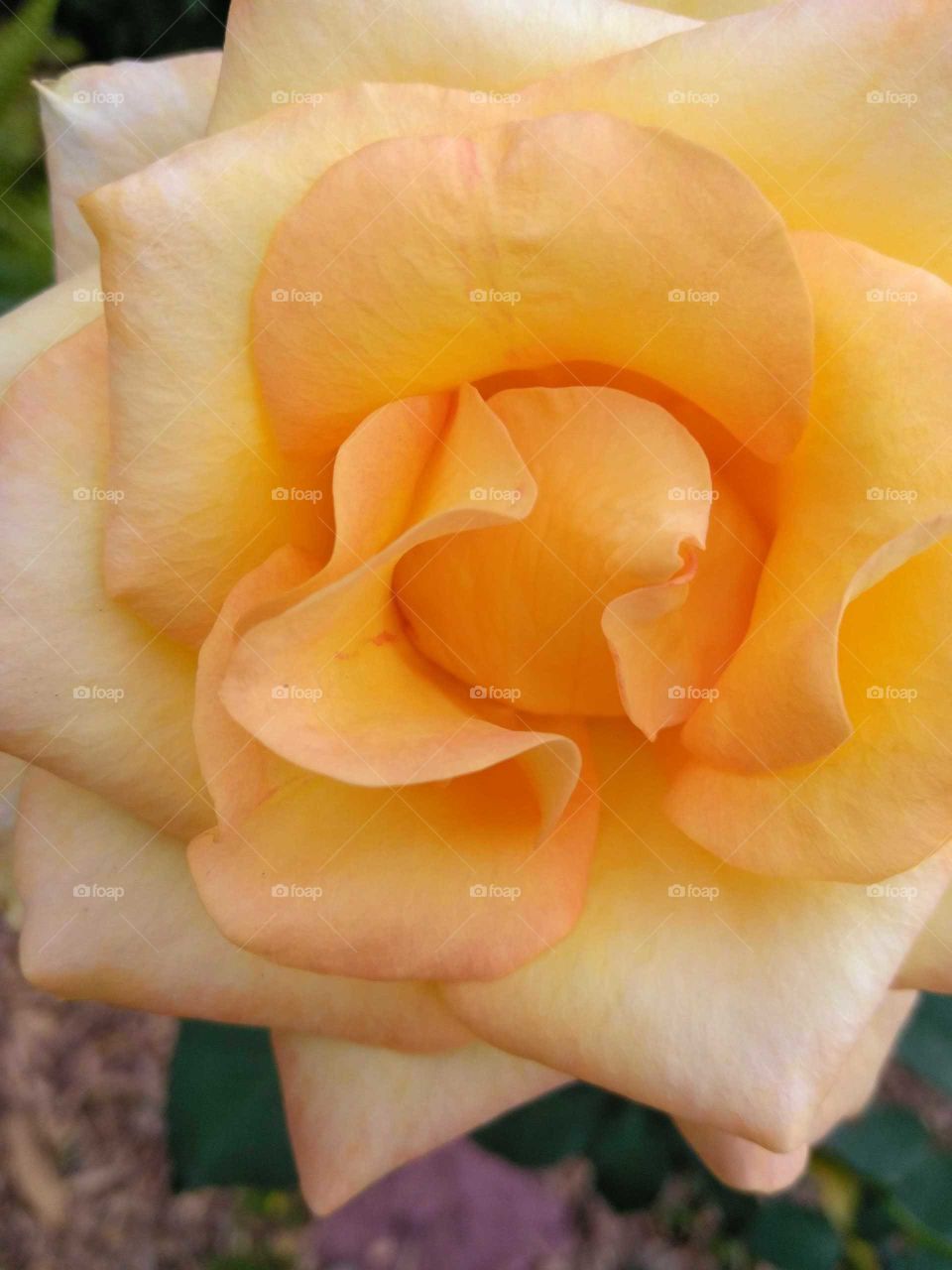 middle of a rose