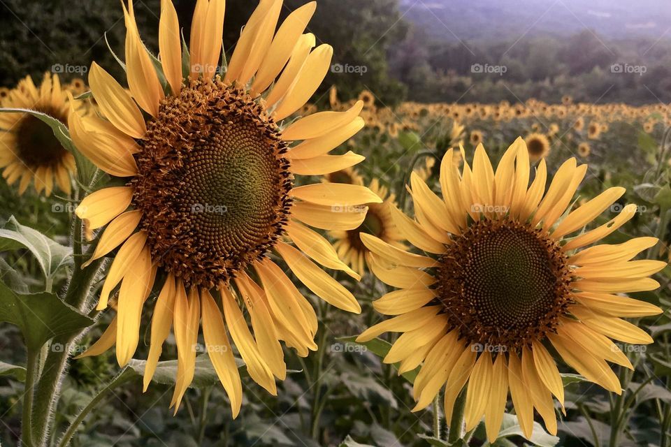 Sunflowers