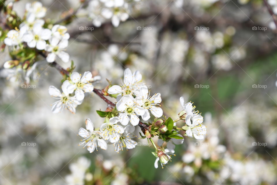 Blossoming cherry tree close-up