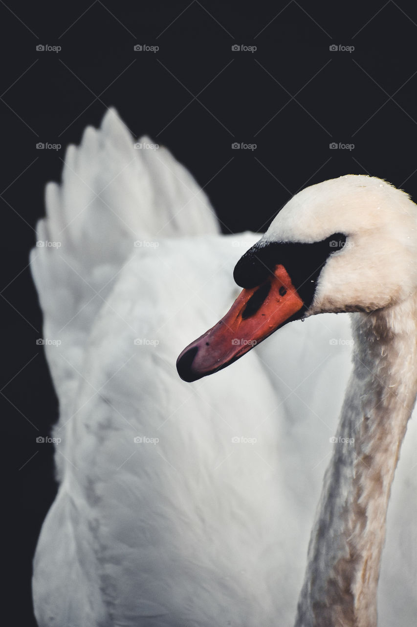 A swan swimming at the lake