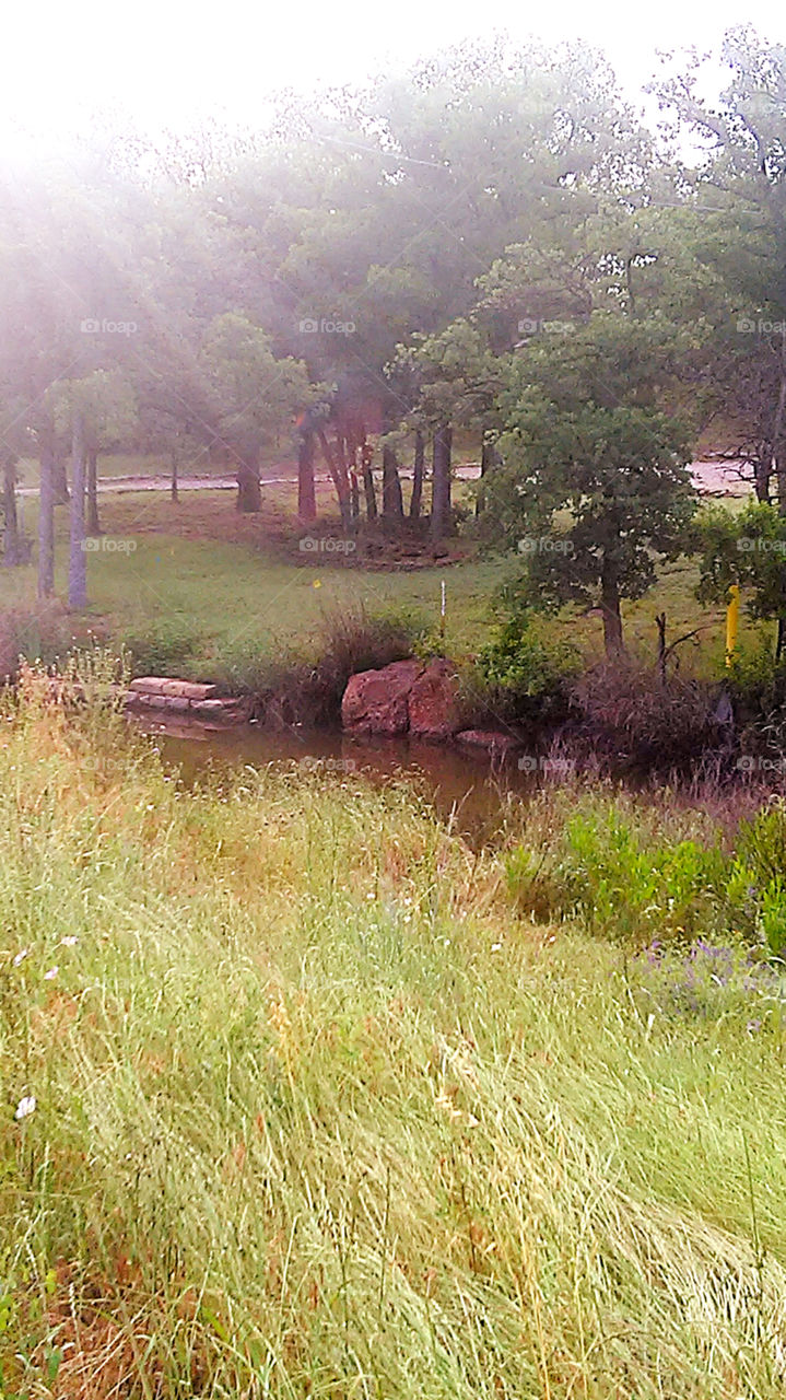cool front yard. this is the view from the road of this man's front yard