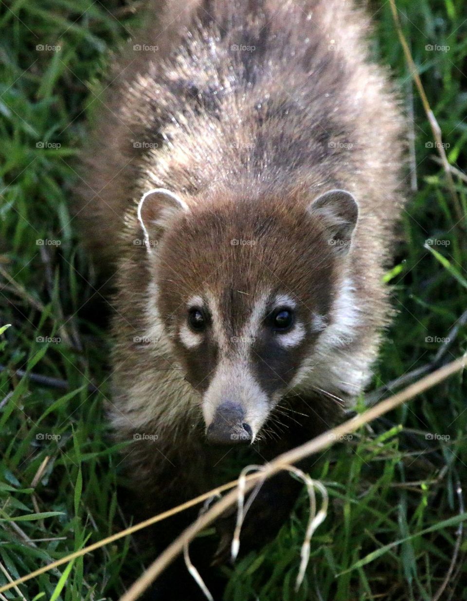 Coatimundi Staring at the Camera