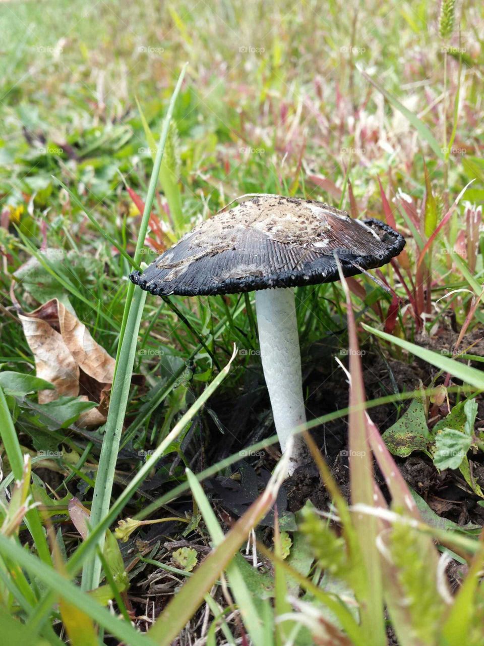 Single mushroom