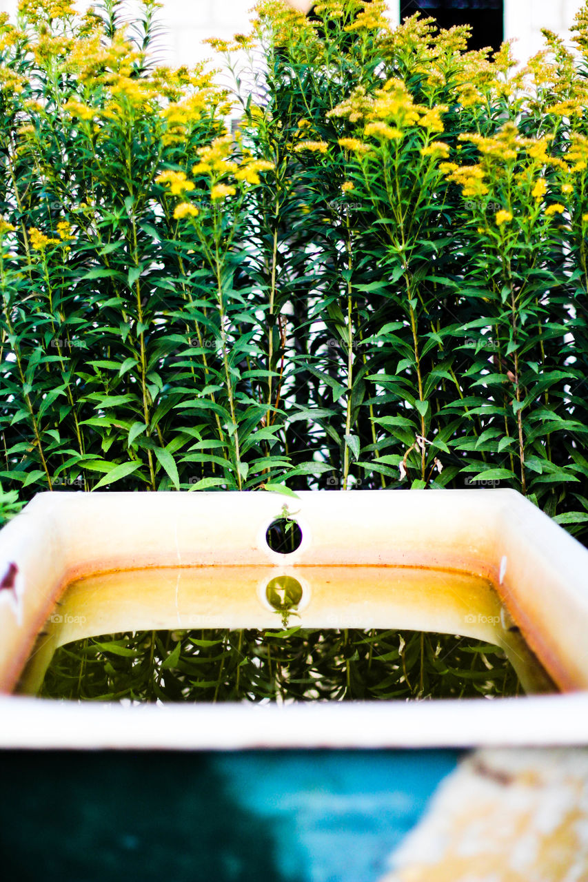 bath and flower