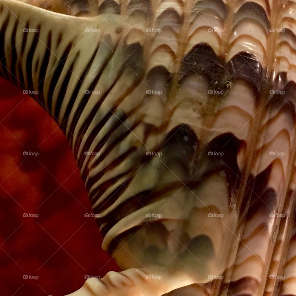 Abstract organic texture of a sea shell
