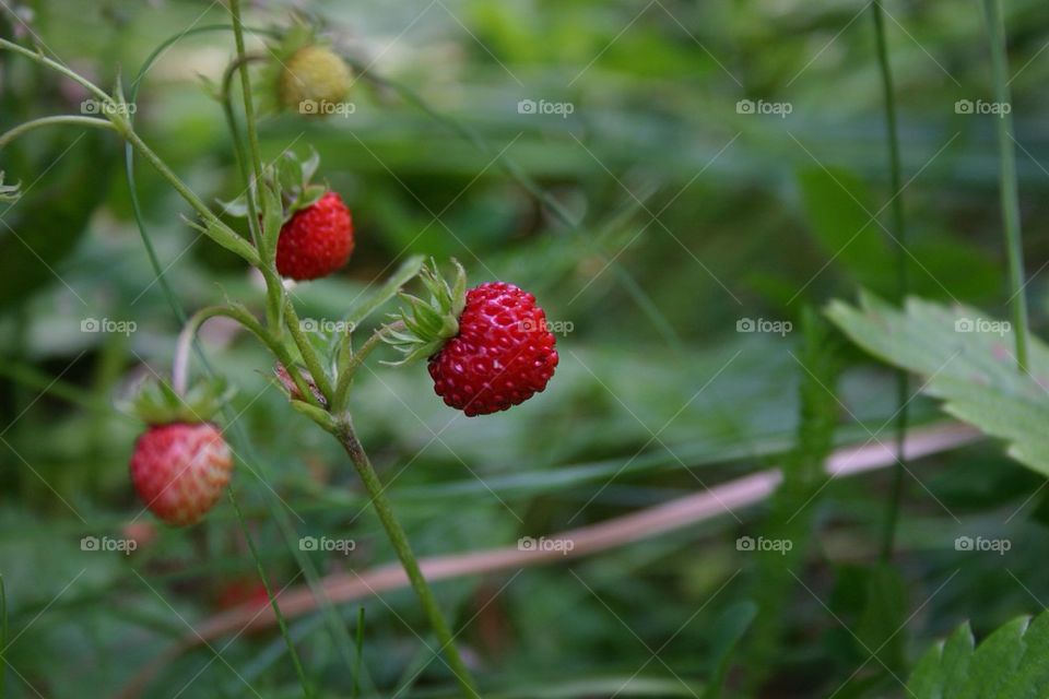 Wild strawberries