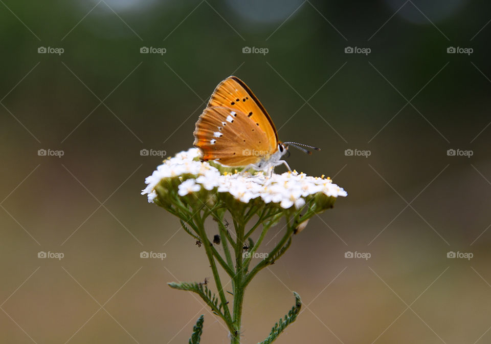 Butterfly on the forest flower.