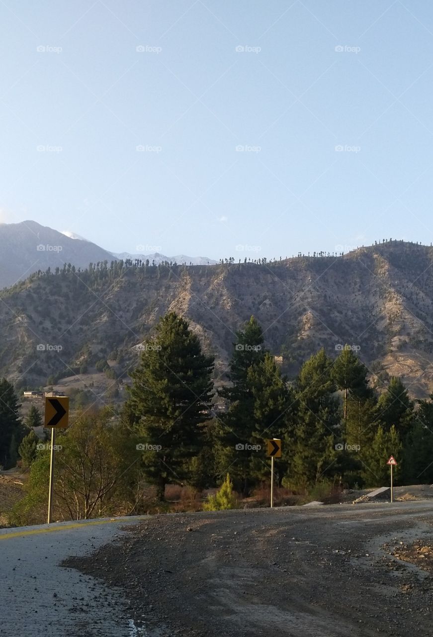 long trees and mountain