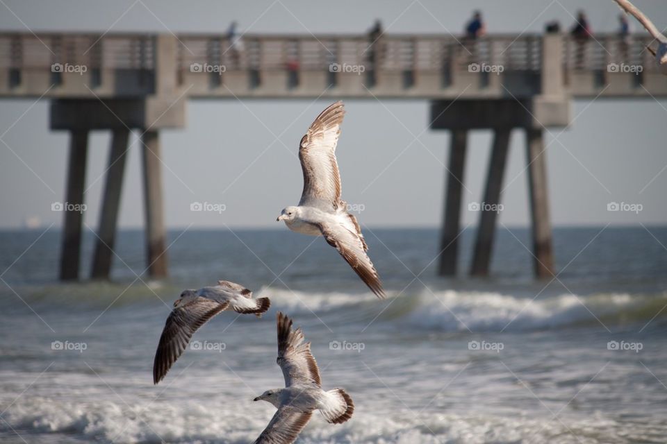 Seagull at the Beach