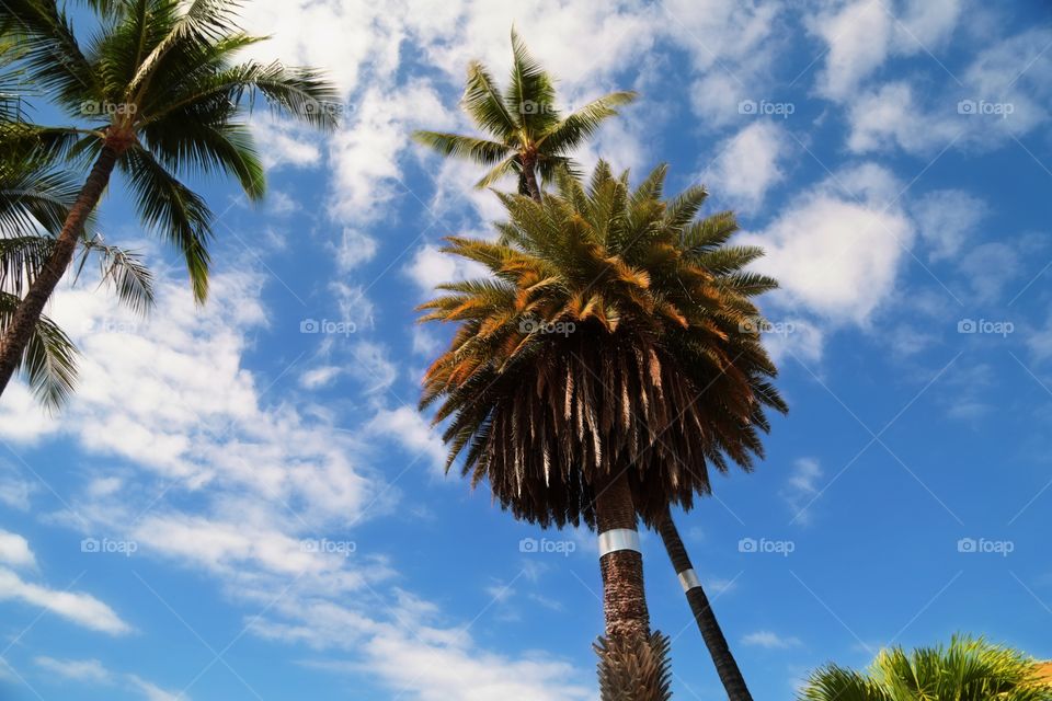 Palm trees