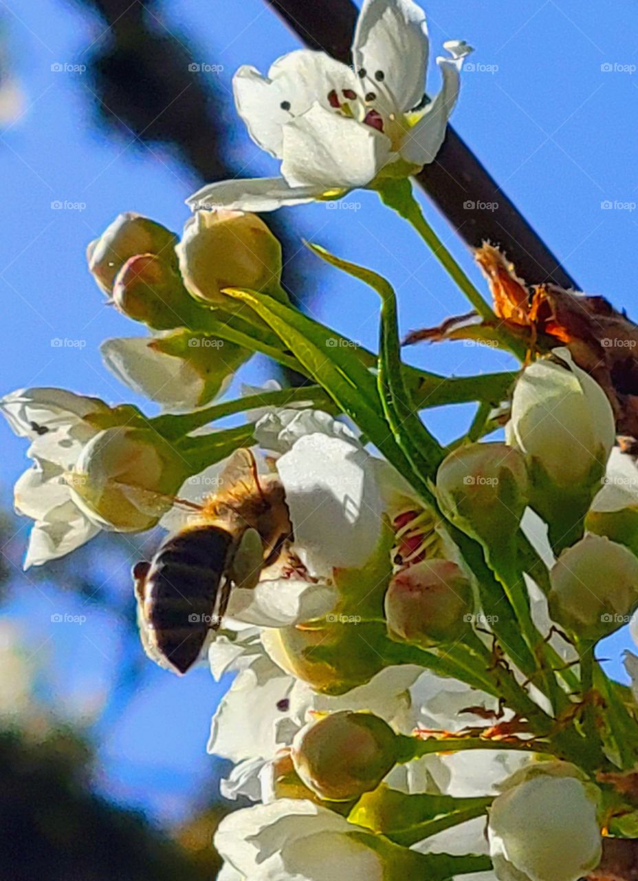 The Bees are Back!