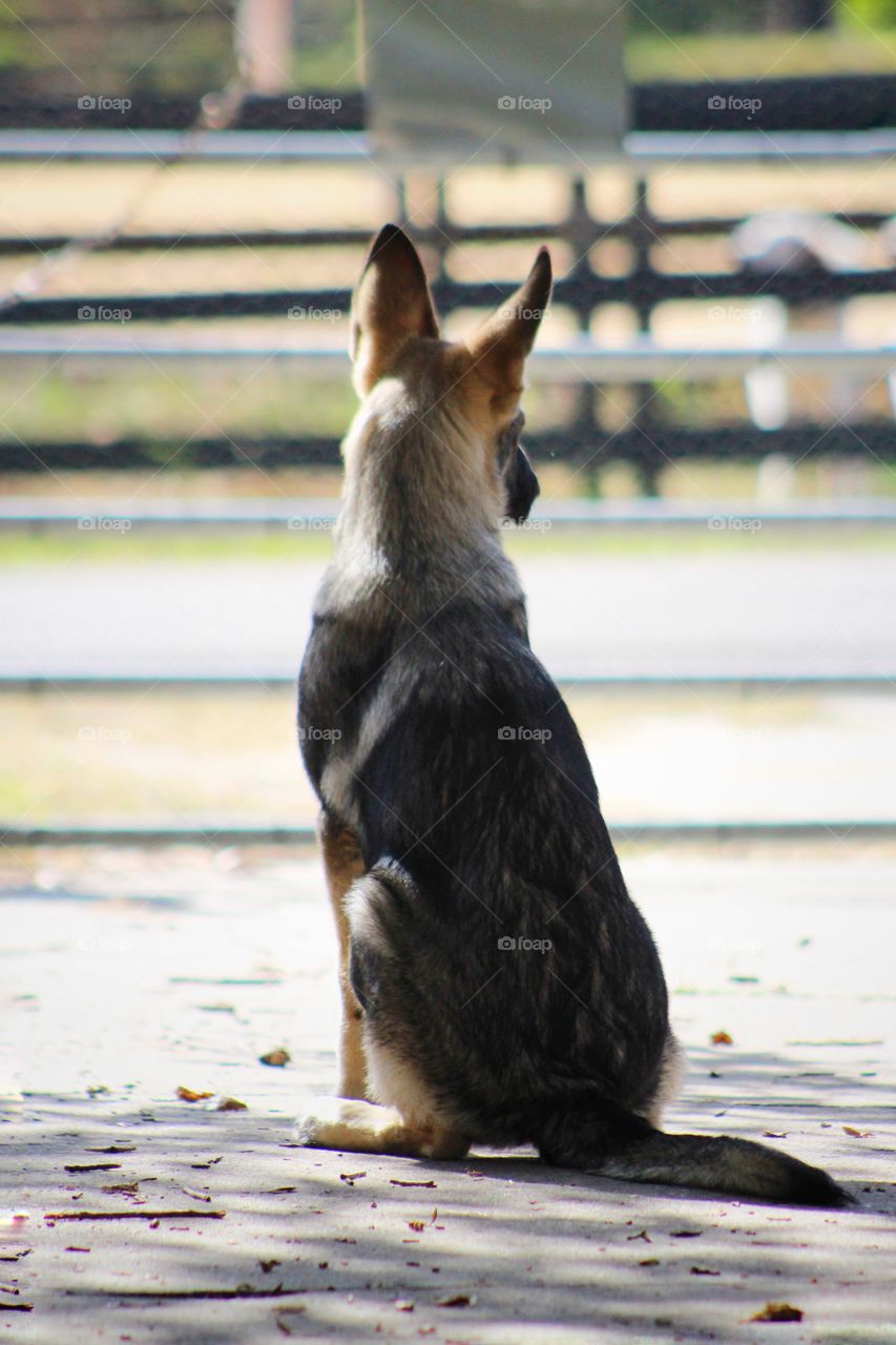 German Shepherd Sitting