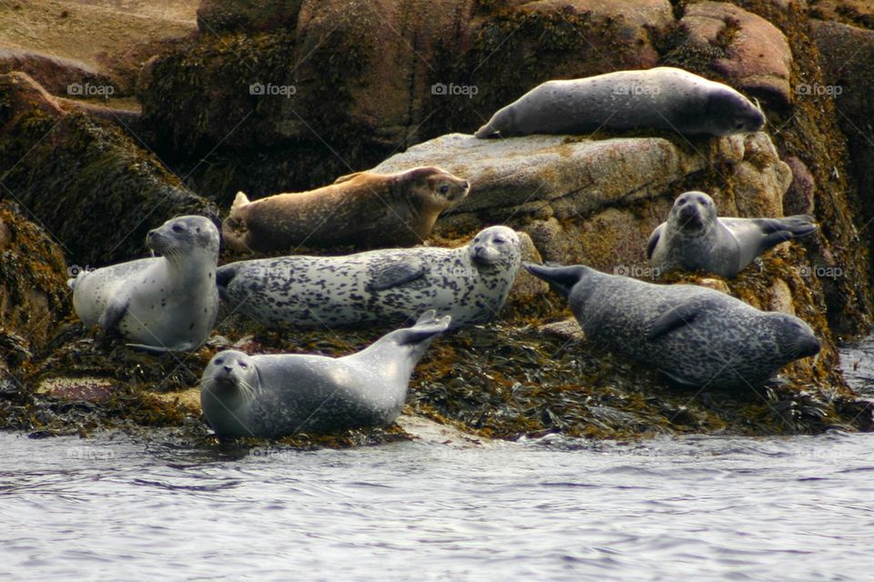 Harbor seals in Maine 