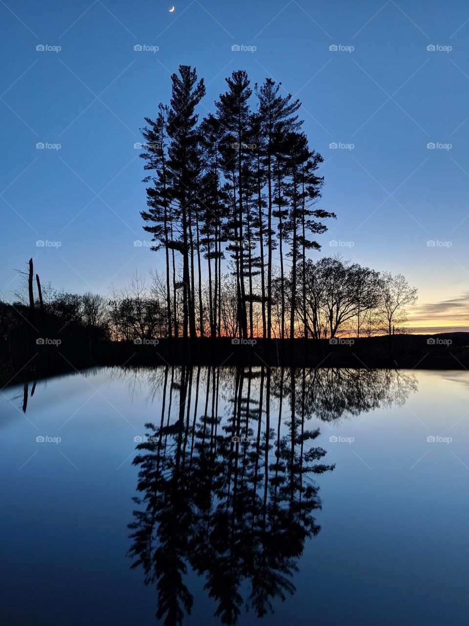 trees at dusk