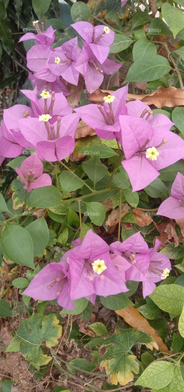 nature plants and flowers 🌸