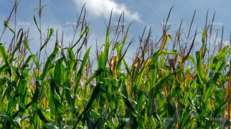 Tops of stalks. corn field near work