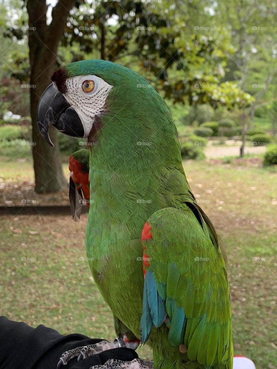 Colorful Macaw Bird - The chestnut-fronted macaw or severe macaw is one of the largest of the mini-macaws. It reaches a size of around 45 cm of which around half is the length of the tail.