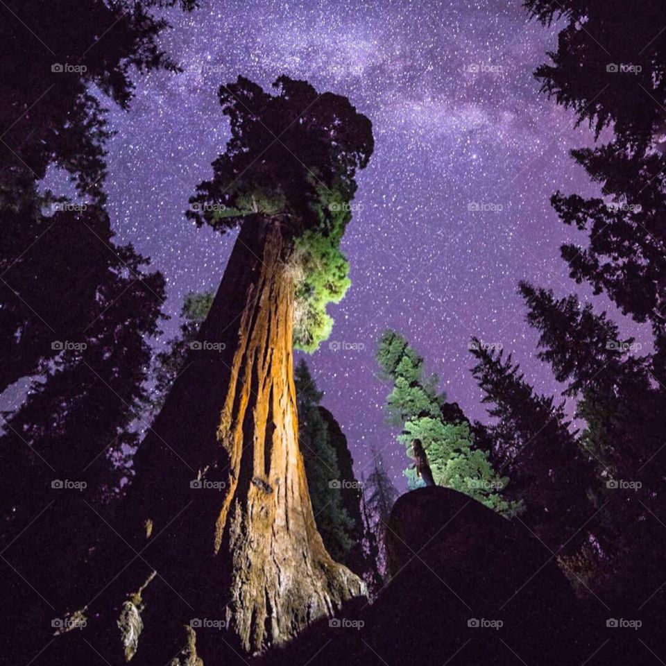  Night in Redwood forest ,California usa