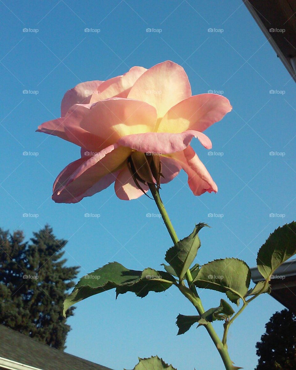 Summer Rose. A rose in Rose City stands out against a bright blue afternoon sky.