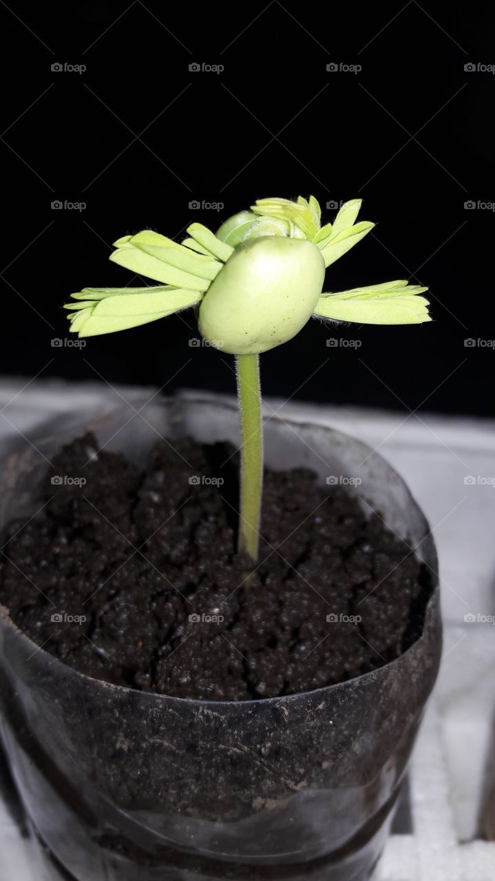 My Tamarind seed is Grow Up