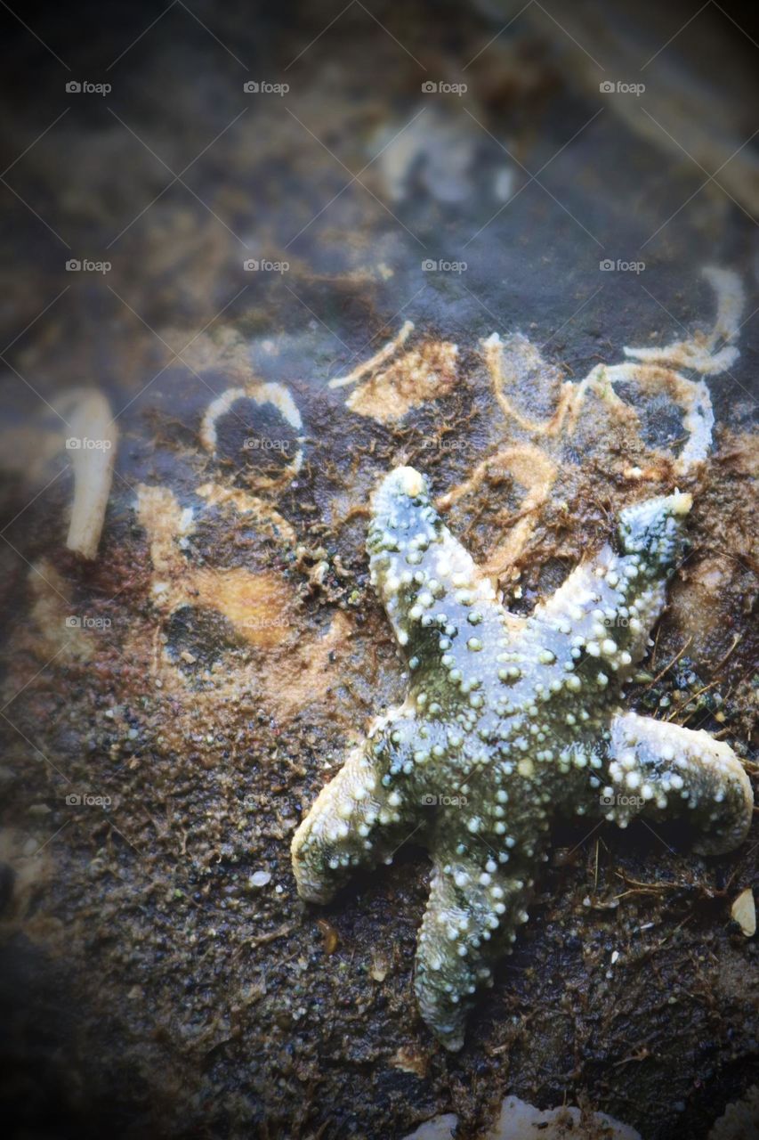 Low tide at Owen Beach near Point Defiance, Washington exposes a small green sea star on the underside of a rock