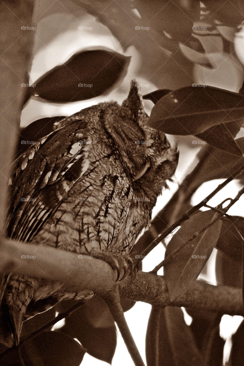 Eastern screech owl