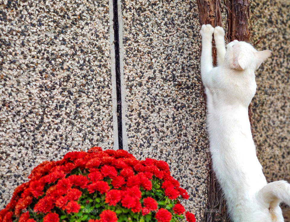 Playful cat in the garden