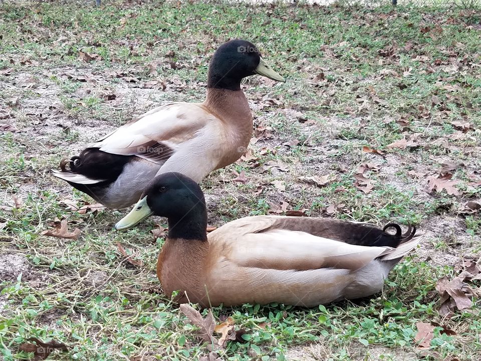 khahki Campbell ducks