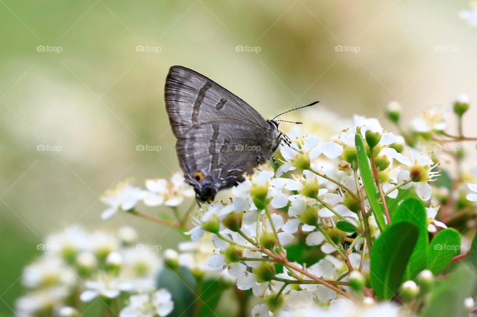 Beautiful and cute butterfly